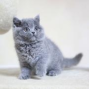 神农架靠谱的卖蓝猫的商家 蓝猫一只价位