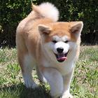 淮南【*推荐】秋田犬舍‖秋田养殖场