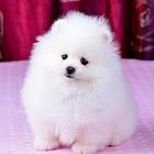 纯种博美幼犬 可看狗视频送货上门 终身质保签协议