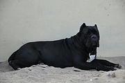 泰安本地卡斯罗犬舍，本地卡斯罗在哪里