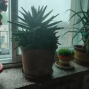 芦荟花