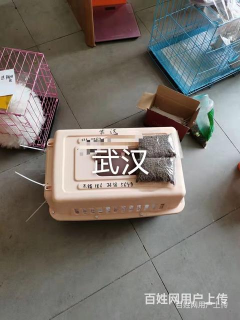 湛江市宠物托运狗猫活体运输-托运流程-收费标准的图片