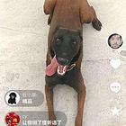 爆红马犬