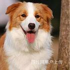 马鞍山卡斯罗一般价位【卡斯罗犬舍】地址