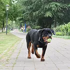 雅安本地罗威纳犬舍，本地罗威纳在哪里