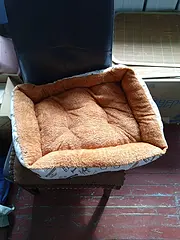 狗，猫，窝