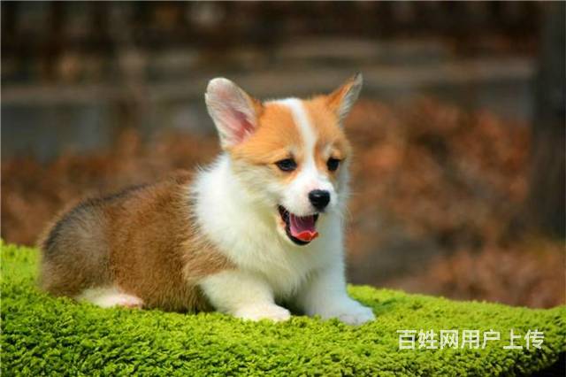 精品威尔士柯基犬 短腿儿萌犬 疫苗驱虫齐全保健康的图片
