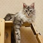 本地哪里有卖缅因库恩猫的 俄系大体 包健康售后