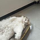 自己养的猫