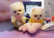 通化纯种金毛价位知名金毛犬舍