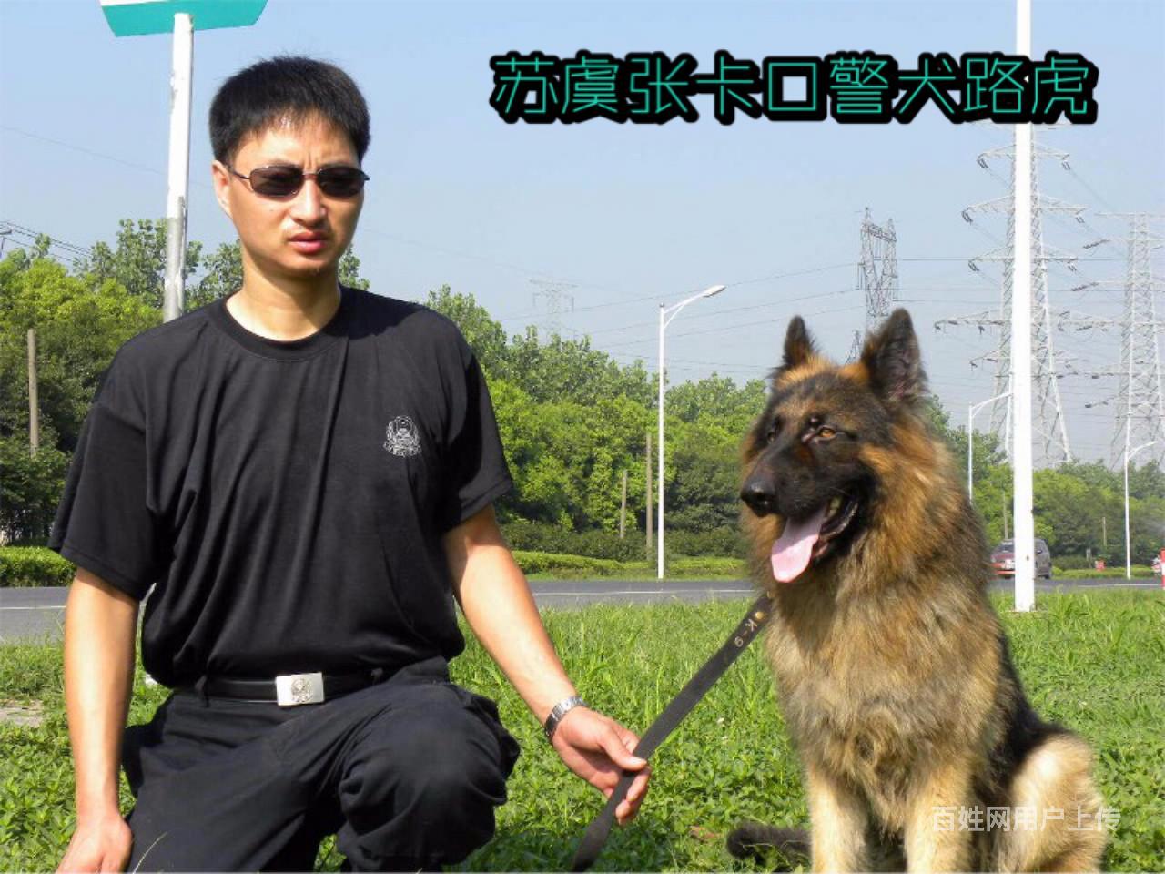 宁波全国连锁学校训狗训犬基地