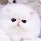 曲靖本地哪里有专门卖猫的地方？纯种波斯猫多少钱？