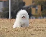 犬舍直销博美松鼠犬 哈多利博美 小型博美犬