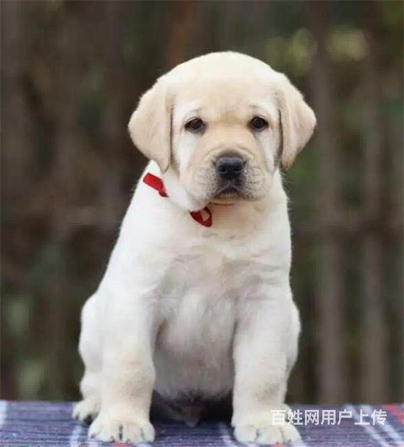 通辽哪里有卖拉布拉多 拉布拉多哪家靠谱的图片
