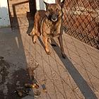 3岁多马犬