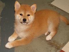 正宗日本纯种柴犬 纯血双冠日系柴犬 健康合同保障