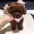 洛阳【*推荐】泰迪犬舍‖泰迪养殖场