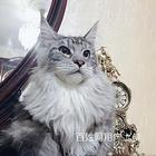 鄂州纯血红虎斑缅因出售