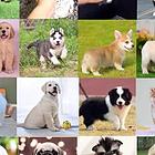 成都哪里有大型犬舍 贵宾犬 多少钱一只
