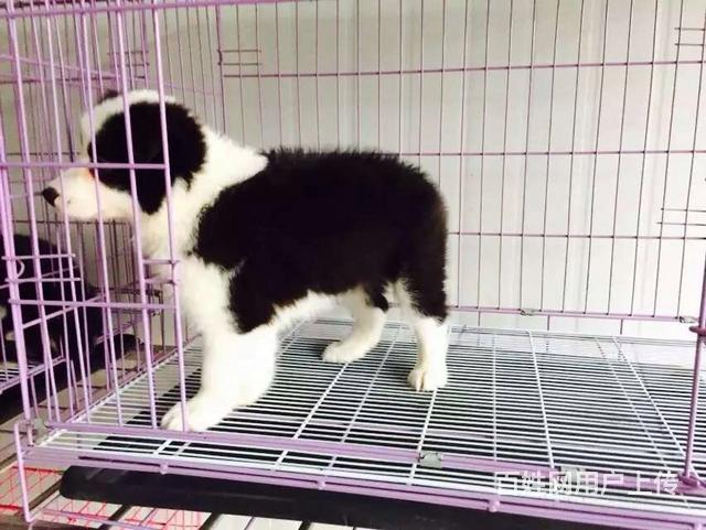九江优质边牧如何挑选，优质边牧多少钱一个的图片