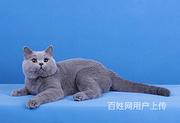 云南曲靖纯血蓝猫多少钱哪里买