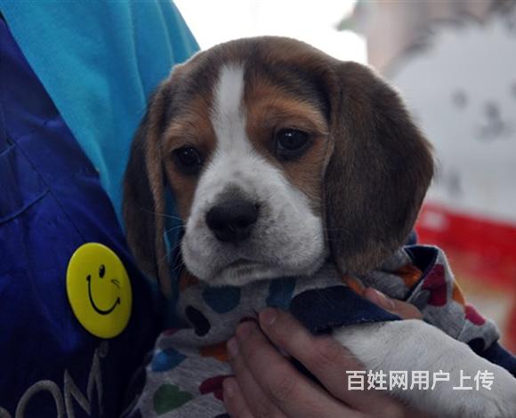 泰安哪卖比格犬，哪有比格犬，谁家的比格犬靠谱的图片