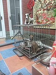 格惠