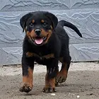 楚雄犬舍推荐-正规养殖罗威纳的地方