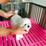 安庆纯种比熊去哪儿卖▲纯种比熊犬舍
