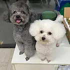 日照专业宠物托运电话