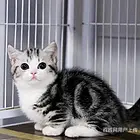 江西九江纯血美国短毛猫全国包邮