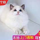附近哪里有布偶猫卖的 海双 蓝双 重点色多少钱