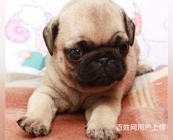 威海上哪里买巴哥犬比较好，上哪里可以买到巴哥犬的图片