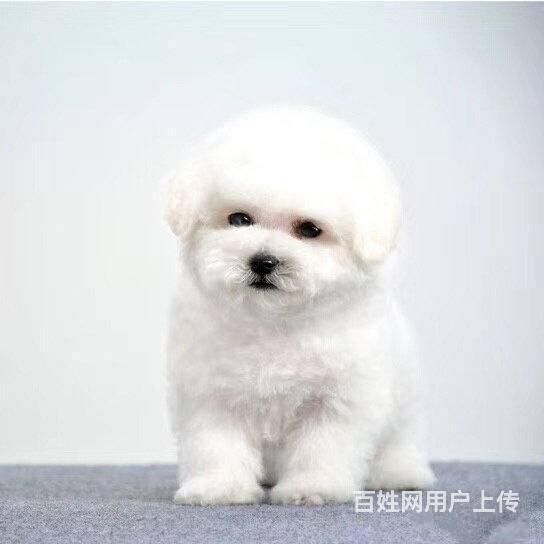 北京纯种比熊幼犬多少钱 法系卷毛比熊 白色比熊