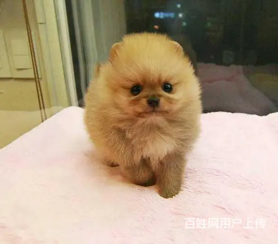 健康活泼可爱哈多利球体博美,公母均有品质健康有保障的图片
