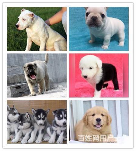 雅安的宠物店靠谱卖狗的地方的图片