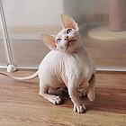 哪里有斯芬克斯无毛猫卖的 无毛猫出油吗 保证健康
