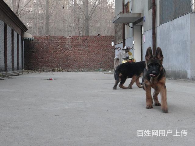 精品德国牧羊犬、黑神、千万等名犬血系、可视频的图片