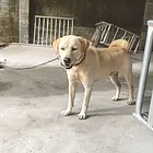 转让拉多