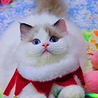 银川纯种布偶猫 保健康 自家繁育纯种 品相好