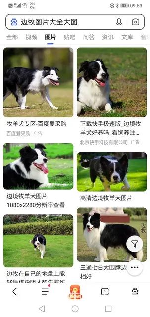 纯种边境出售的图片