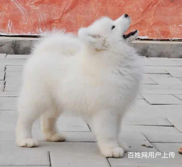 精品萨摩耶幼犬售-健康纯种包养活-爱宝品质值得信耐的图片