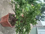 红豆杉