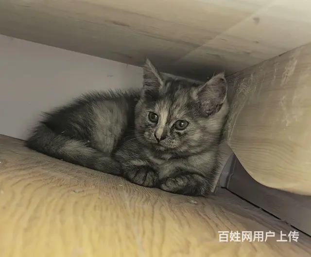 【搞定了！】赠送2个月小猫的图片