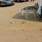 捷克狼崽出售