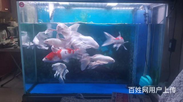 森森鱼缸的图片