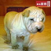 玉溪【十年老店】常年繁殖优质血统沙皮幼犬