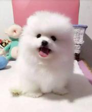 唐山哪里有卖博美的 唐山博美怎么卖 唐山博美多少钱