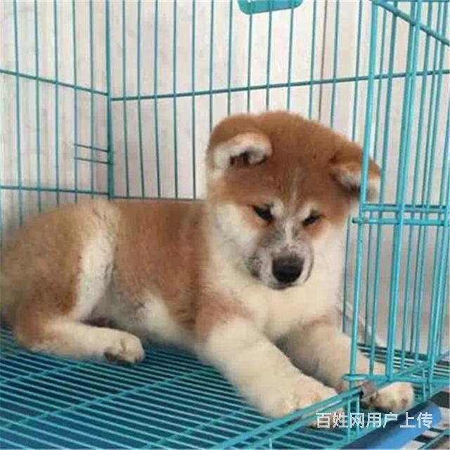 湘潭血统秋田犬哪里有卖，血统秋田犬一般多少钱的图片