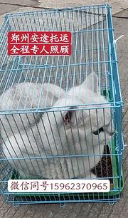 上蔡宠物托运{猫咪狗狗}活体速寄（承接所有活体运输安全高效2